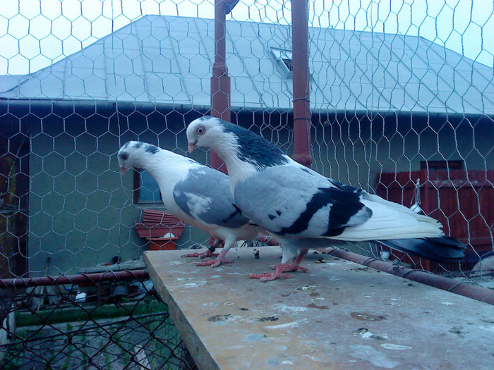 Aceias - D- Porumbei JUCATORI DE GALATI VANDUTI Album 1