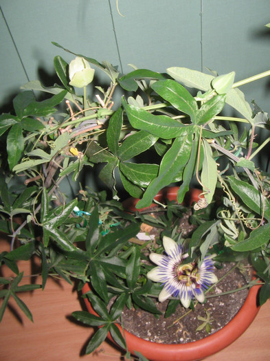 IMG_3757 - Passiflora 2011