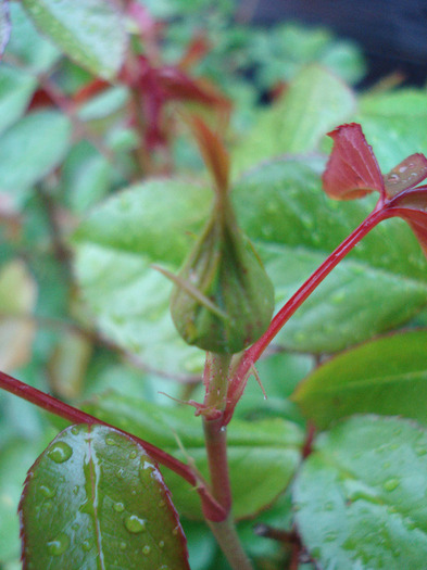 Rose bud (2011, May 08)