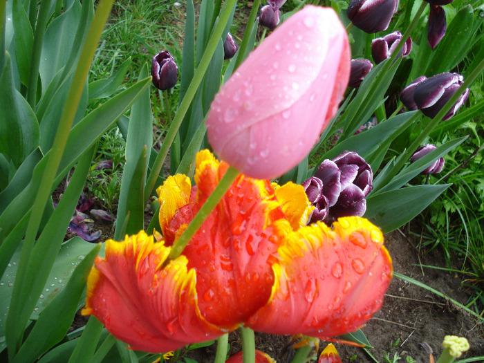 Tulips (2011, May 08) - 05 Garden in May