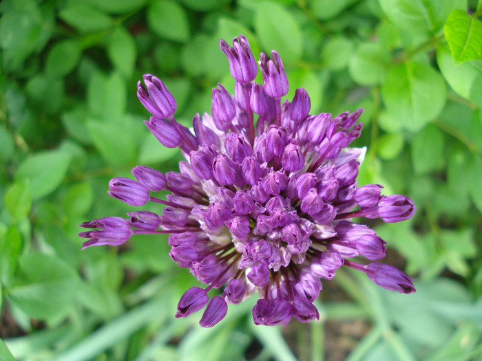Allium Purple Sensation (2011, May 10) - Allium aflatunense Purple