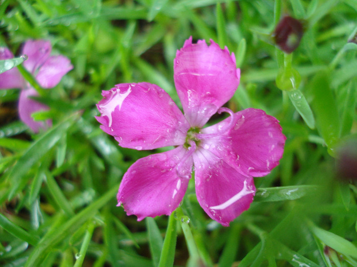 Dianthus Kahori (2011, May 08) - Dianthus Kahori