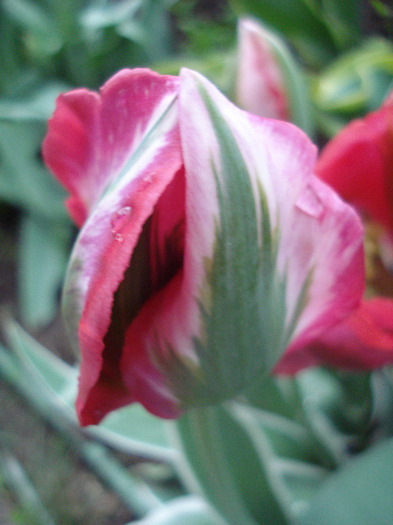 Tulipa Esperanto (2011, May 10)