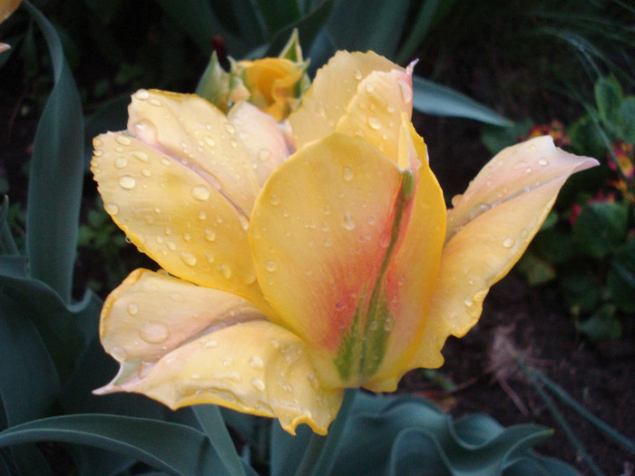 Tulipa Golden Artist (2011, May 10) - Tulipa Golden Artist