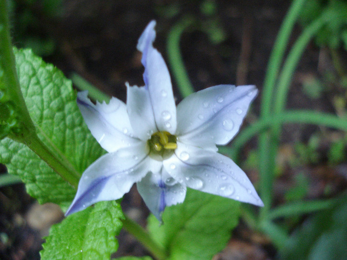 Ipheion Wisley Blue (2011, May 10)