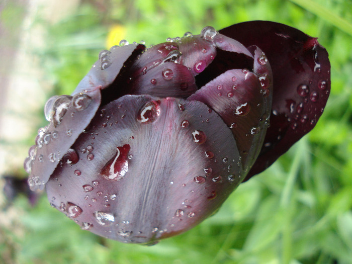 Tulipa Queen of Night (2011, May 08)