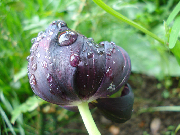 Tulipa Queen of Night (2011, May 08) Tulipa Queen of Night (2011, May 08)