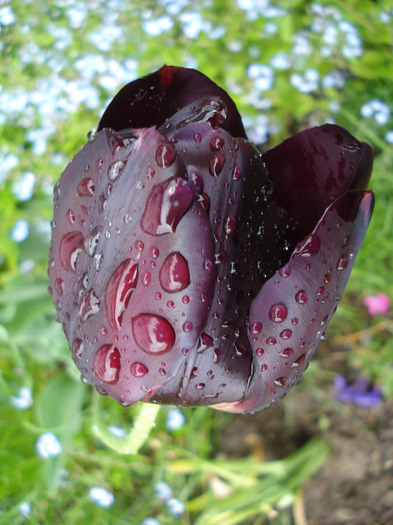 Tulipa Queen of Night (2011, May 08) Tulipa Queen of Night (2011, May 08)