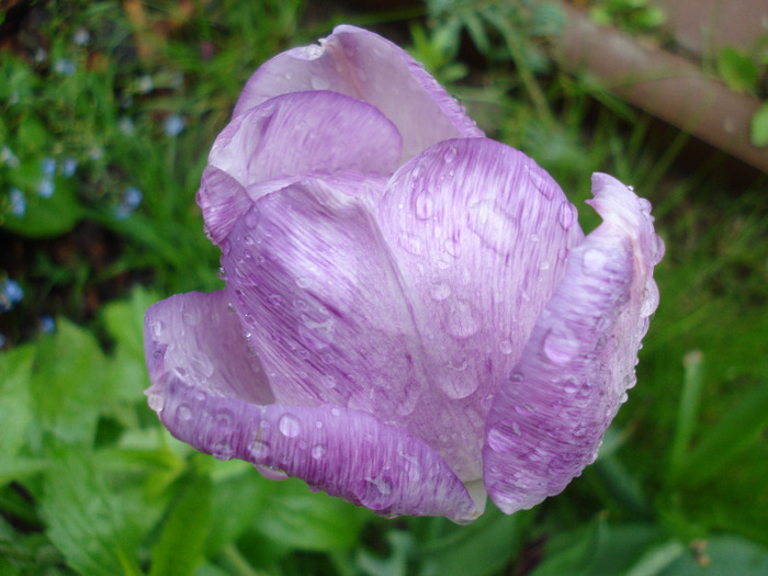 Tulipa Shirley (2011, May 08)