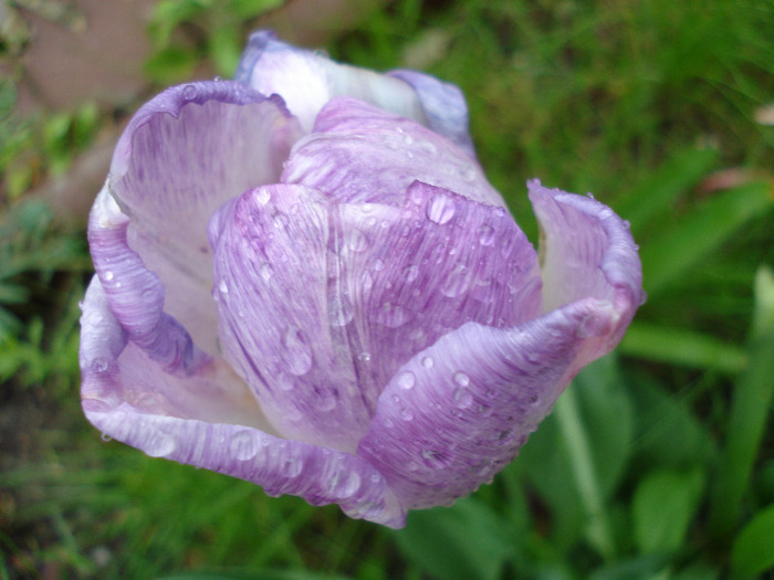 Tulipa Shirley (2011, May 08)