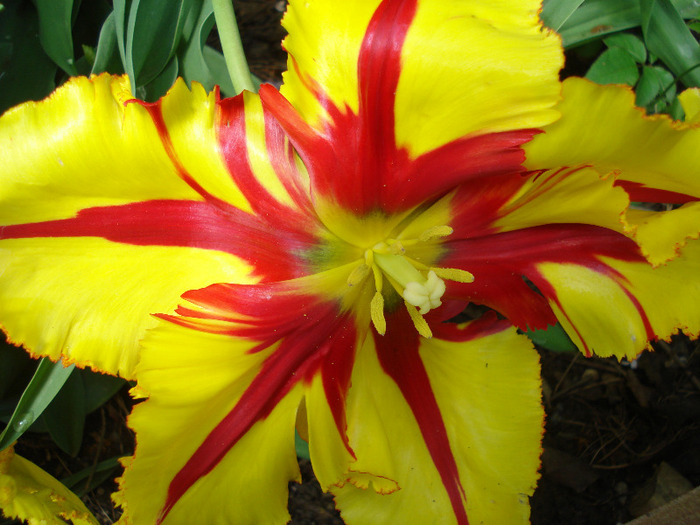 Tulipa Texas Flame (2011, May 10)