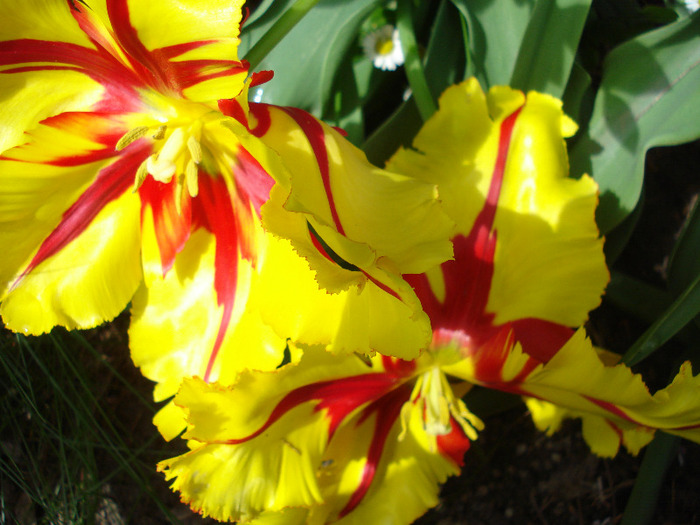 Tulipa Texas Flame (2011, May 10)