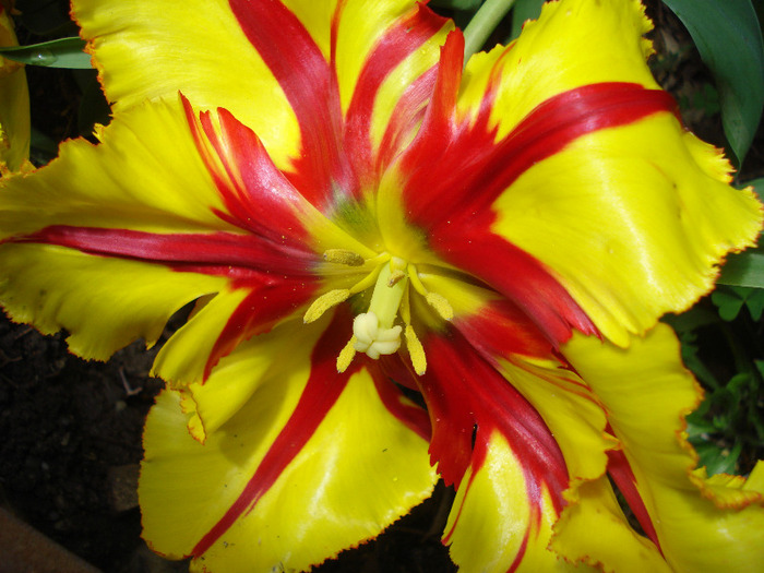 Tulipa Texas Flame (2011, May 10)