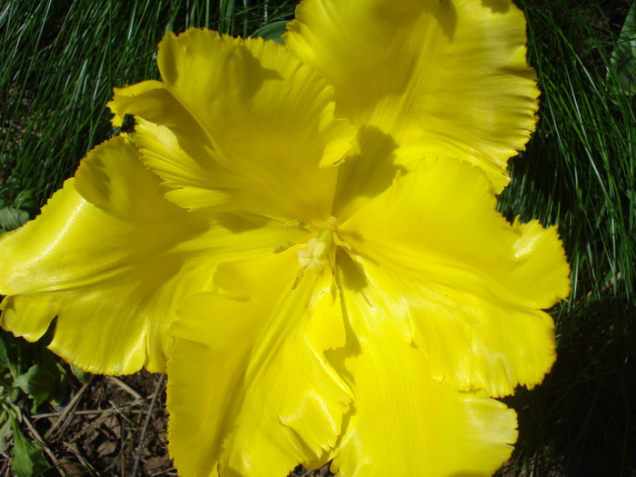 Tulipa Texas Gold (2011, May 10)