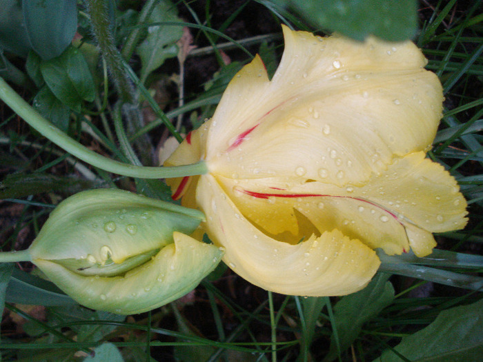 Tulipa Texas Gold (2011, May 10) - Tulipa Texas Gold
