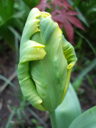 Tulipa Texas Gold (2011, May 10) - Tulipa Texas Gold