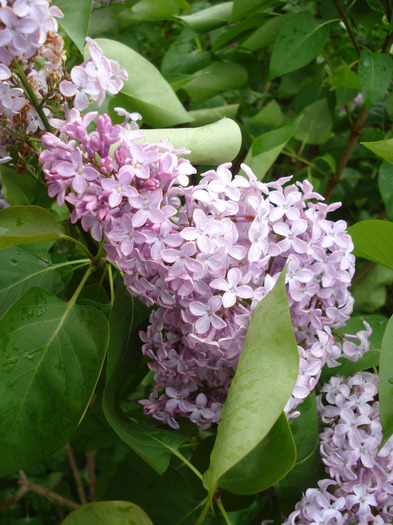 Syringa vulgaris_Lilac (2011, May 08)