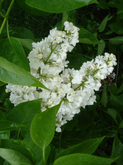 White Lilac Tree (2011, May 08)