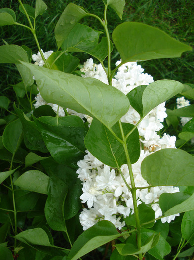 White Lilac Tree (2011, May 08)