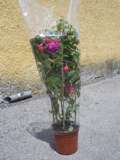 fucsia 30 lei - PLANTE nedisponibile