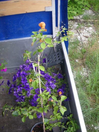 Bougainvillea portocalie 40 lei; 1m
