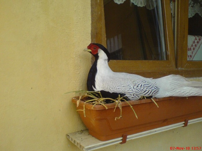 DSC02777 - pauni