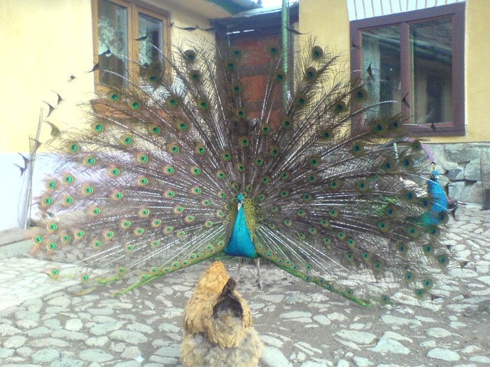DSC02260 - pauni