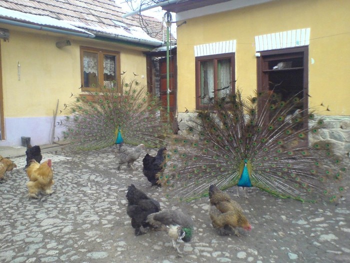 DSC02268 - pauni