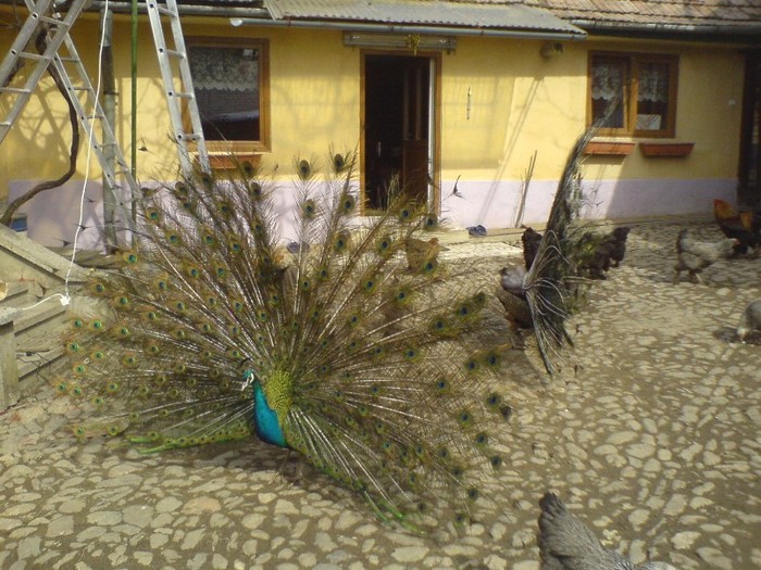 DSC02274 - pauni
