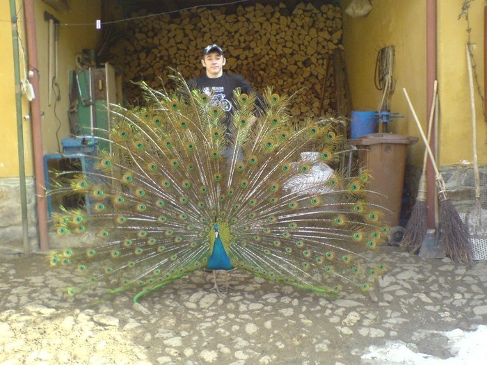 DSC02290 - pauni