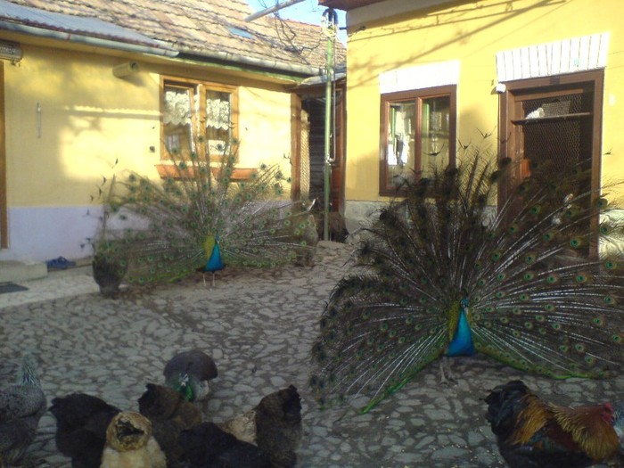 DSC02292 - pauni
