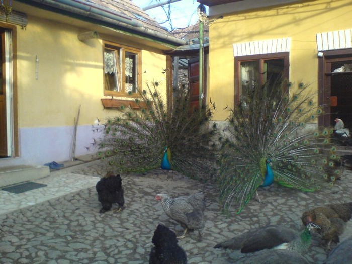 DSC02297 - pauni