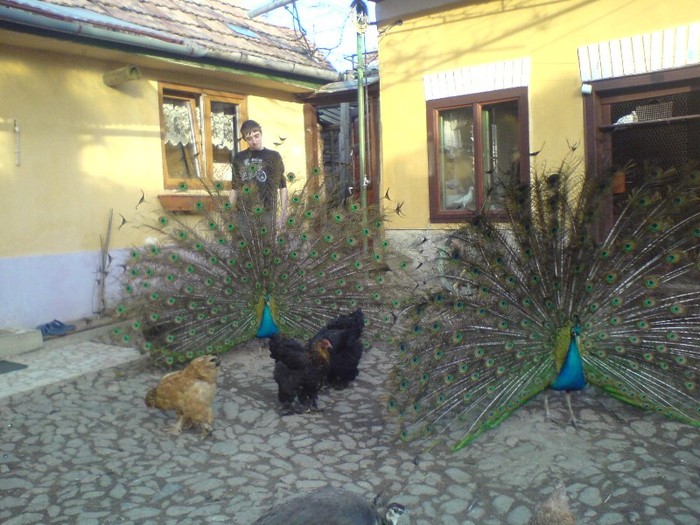 DSC02300 - pauni