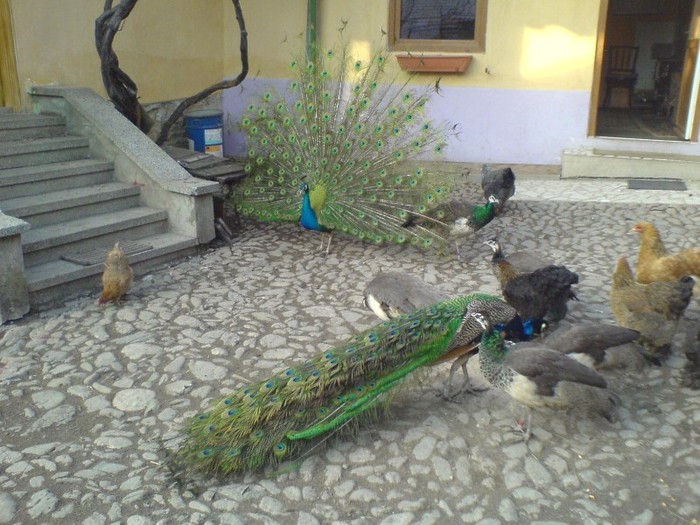 DSC02305