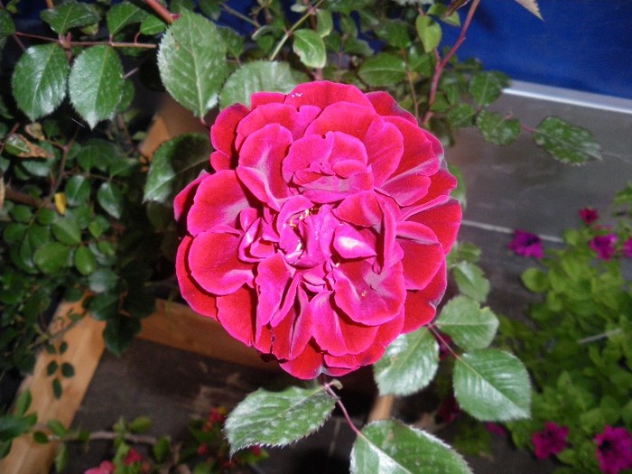 detaliu trandafir rosu - PLANTE nedisponibile