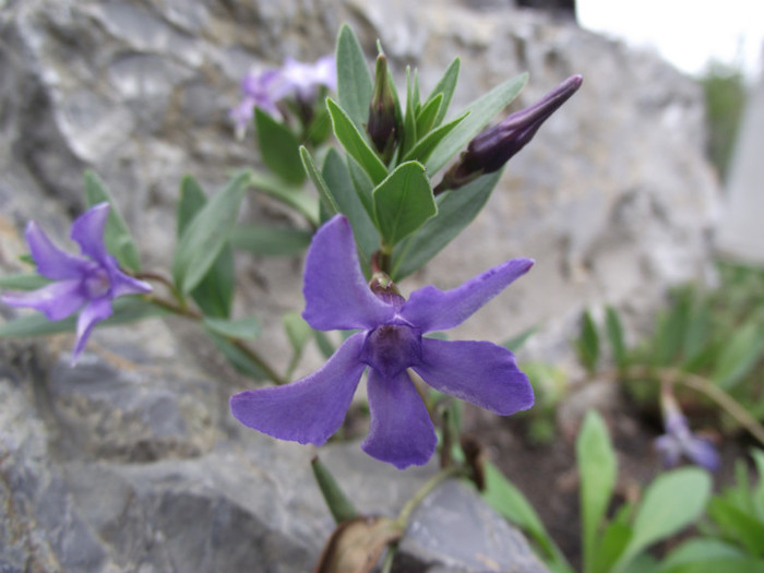 vinca salbatica