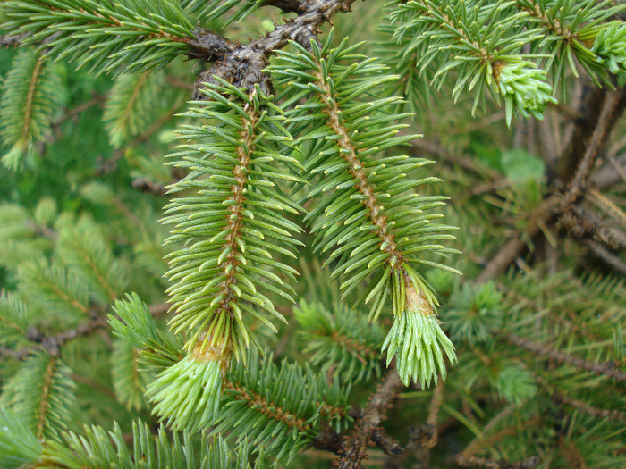 Picea abies (2009, May 13) - Picea abies 2008