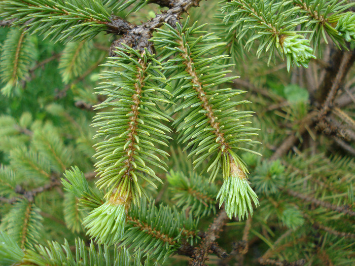 Picea abies (2009, May 13)