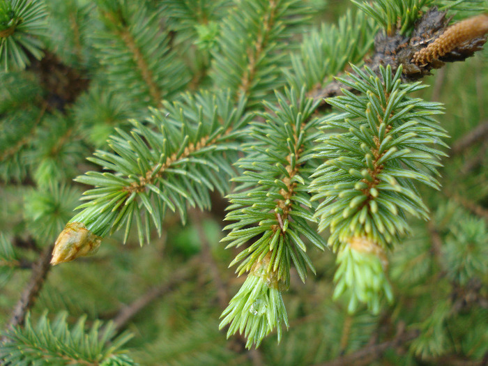 Picea abies (2009, May 13) - Picea abies 2008