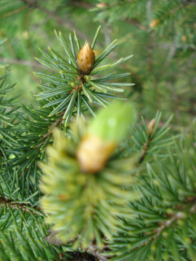 Picea abies (2010, April 20) - Picea abies 2008