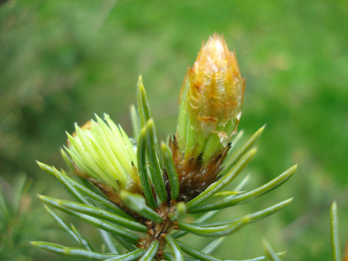 Norway Spruce (2010, April 20) - Picea abies 2008