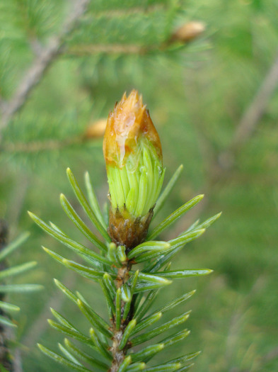 Norway Spruce (2010, April 20) - Picea abies 2008