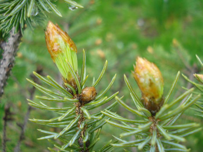 Norway Spruce (2010, April 20)