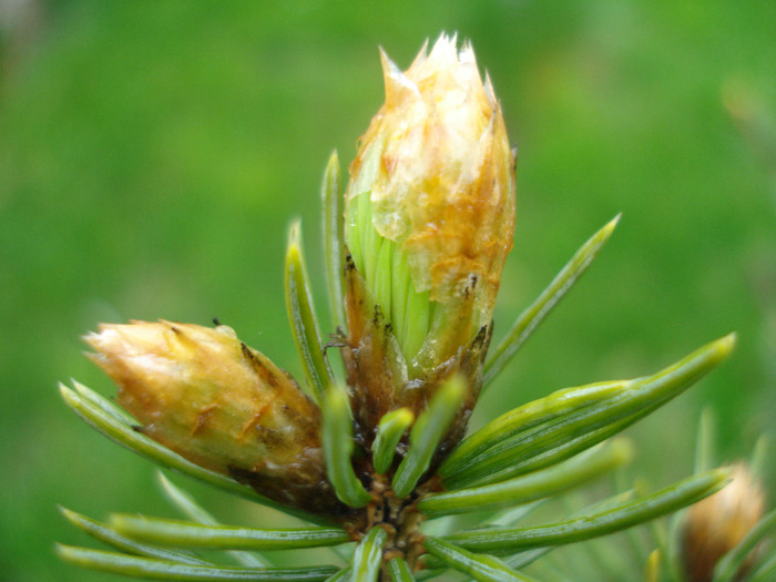 European Spruce (2010, April 20) - Picea abies 2008