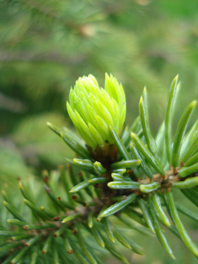 European Spruce (2010, April 20) - Picea abies 2008