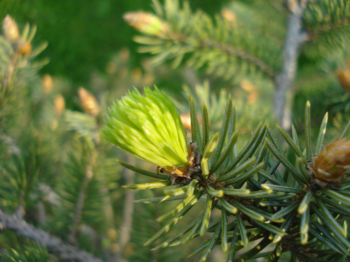 European Spruce (2010, April 23) - Picea abies 2008