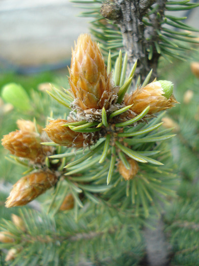 Picea abies_Molid (2010, April 24) - Picea abies 2008