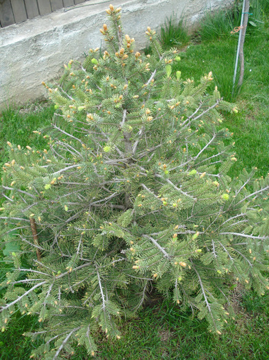 Picea abies_Molid (2010, April 24) - Picea abies 2008