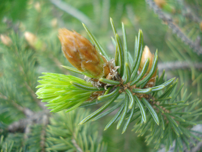 Picea abies_Molid (2010, April 24) - Picea abies 2008