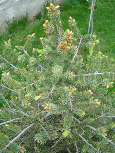 Picea abies (2010, April 24)